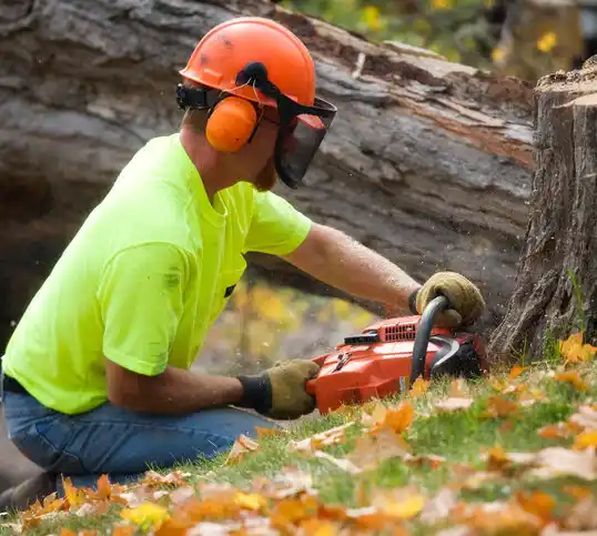 tree services Dennis Port